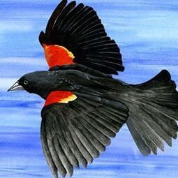 Team Page: Red Wingeds